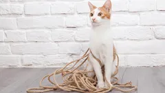 Why Cats Are So Obsessed With Strings: 5 Fascinating Reasons