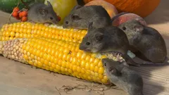 How to Get Rid of Mice for Good: 15 Natural Scents Rodents Can’t Stand